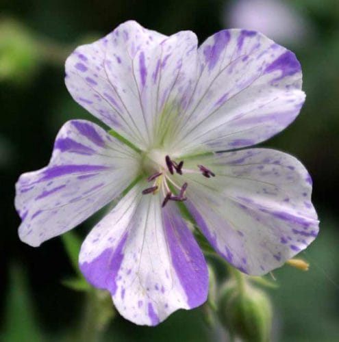 Close-up of Geranium pratense Striatum