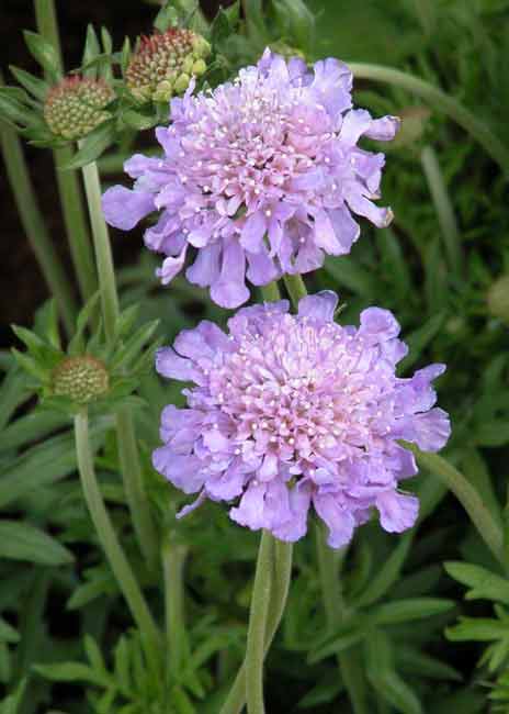 Scabiosa flower for wildlife gardening