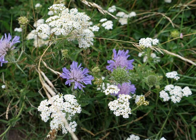 Purple scabious and white yarrow