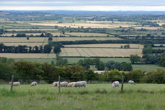 A countryside view with sheep in the foreground