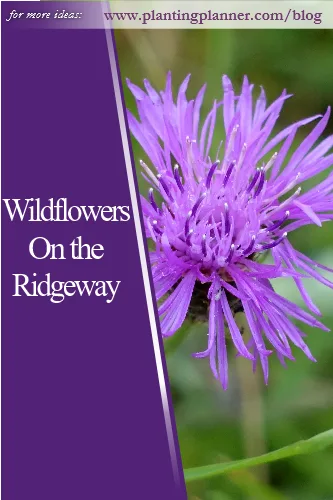 Wildflowers on the Ridgeway - from Weatherstaff garden design software