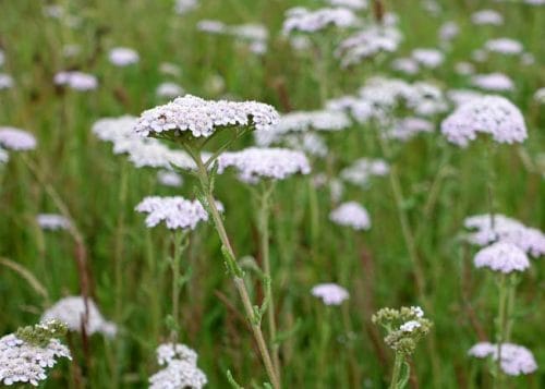 White common yarrow on the Ridgeway