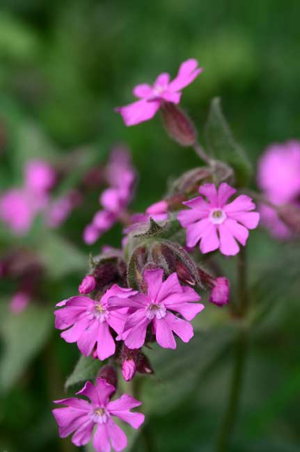 Rose-pink flowers of Silene dioica