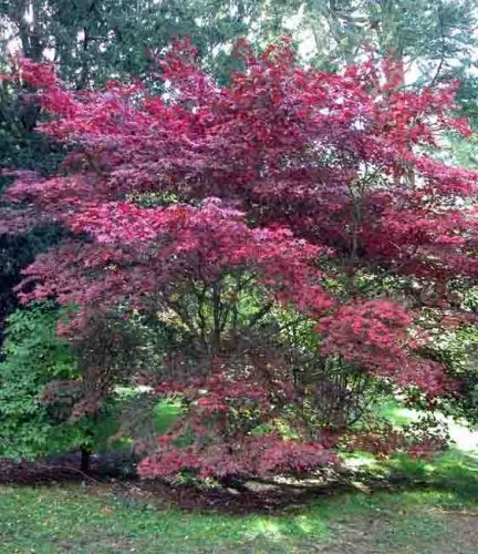 Acer palmatum 'Atropurpureum'