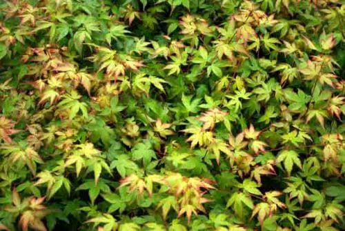 Foliage of Acer palmatum ‘Chiyo-hime’