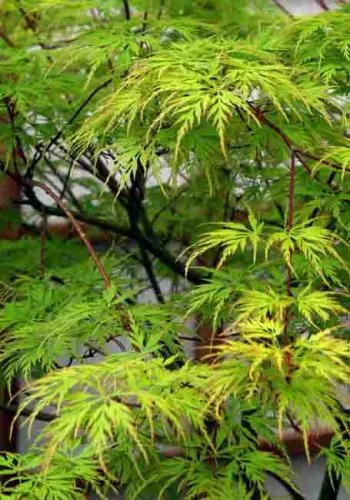 Acer palmatum ‘Dissectum Seiryu’ 
