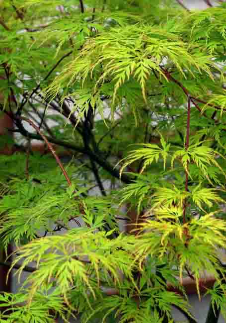 Acer palmatum ‘Dissectum Seiryu’