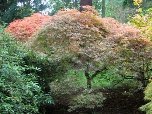 Acer palmatum Ornatum in woodland