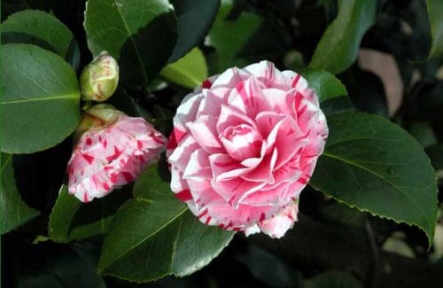 Camellia