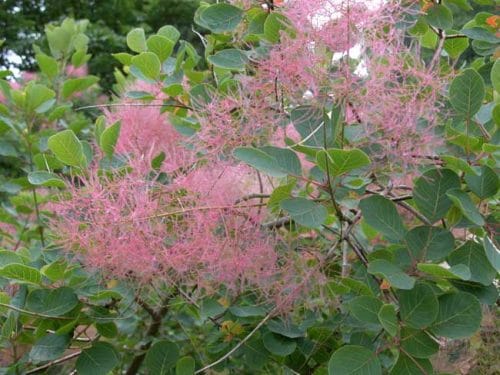 Feathery panicles of Smoke Bush