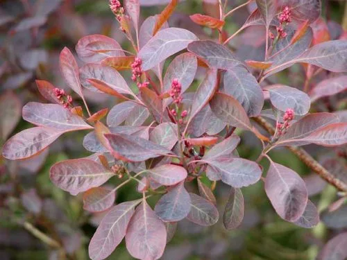 Red-purple foliage of Cotinus Royal Purple