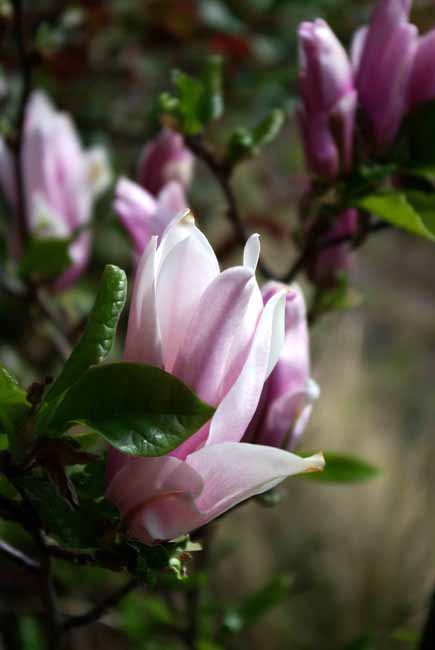 Flower of Magnolia Susan