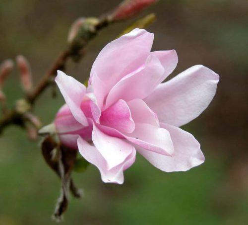 Pink flower of Magnolia x loebneri 'Leonard Messel'