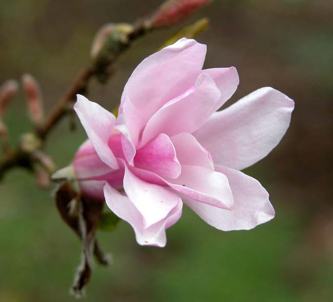 Pink flower of Magnolia x loebneri 'Leonard Messel'