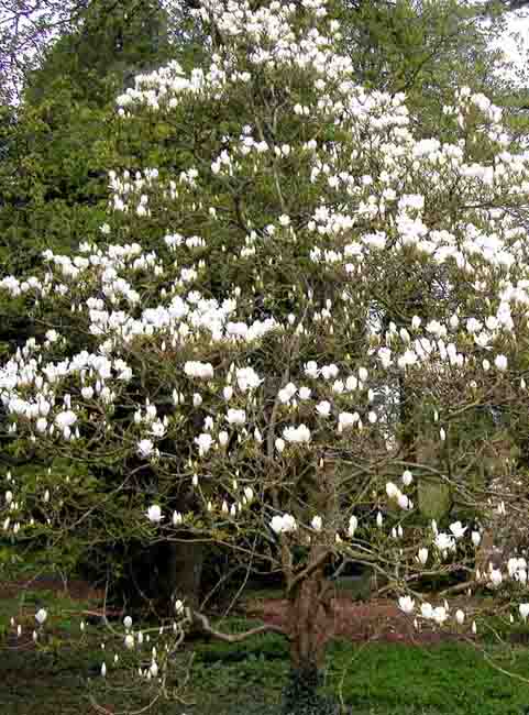 Magnolia x soulangiana Alba Superba in woodland