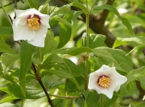 Philadelphus Belle Etoile from Weatherstaff