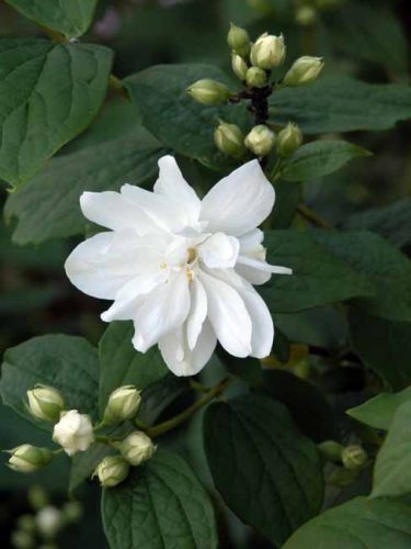 Double white flower of Philadelphus 'Virginal'