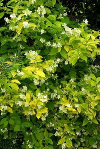 Philadelphus coronarius 'Aureus'