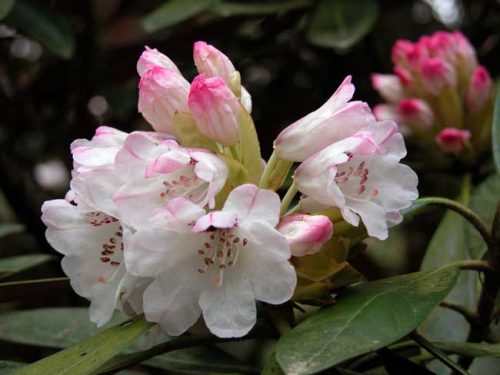 Rhododendron fulvum