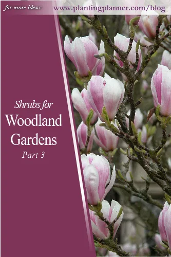 Shrubs - Woodland Gardens Part 3 - from Weatherstaff garden design software