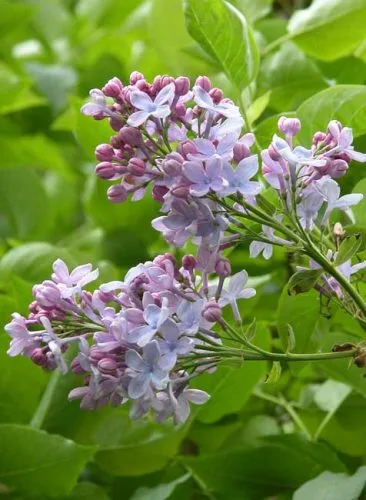 Pale blue flowers of Syringa vulgaris 'Firmament'