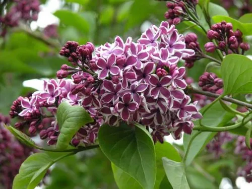 Bicolour flowers of Syringa vulgaris 'Sensation'