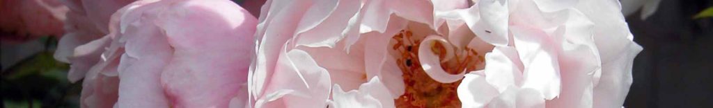 Petals of Rosa Generous Gardener