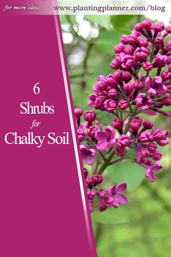 6 Shrubs for Chalky Soil - from Weatherstaff garden design software