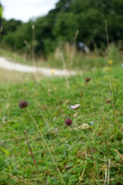 Wildflowers bordering a chalk path