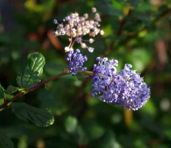 Ceanothus Autumnal Blue - shrub for chalk