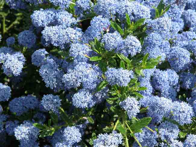 Ceanothus Puget Blue - shrub for chalk gardens