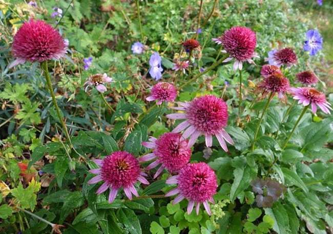 Pink echinacea with geranium Rozanne