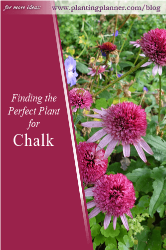 Finding the Perfect Plant for Chalk - - from Weatherstaff garden design software