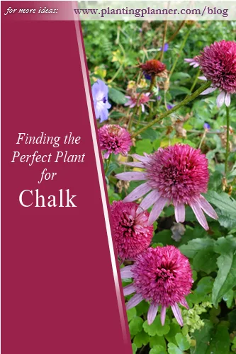 Finding the Perfect Plant for Chalk - - from Weatherstaff garden design software