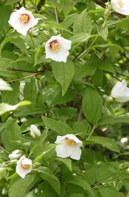 Philadelphus - for chalk soil
