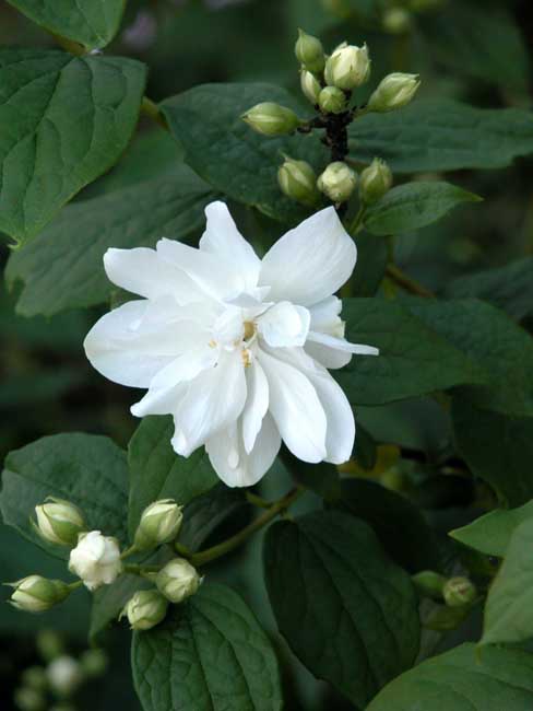 Double white flowers of Philadelphus 'Virginal'