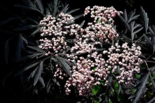 Black leaves and flowers of Sambucus Eva