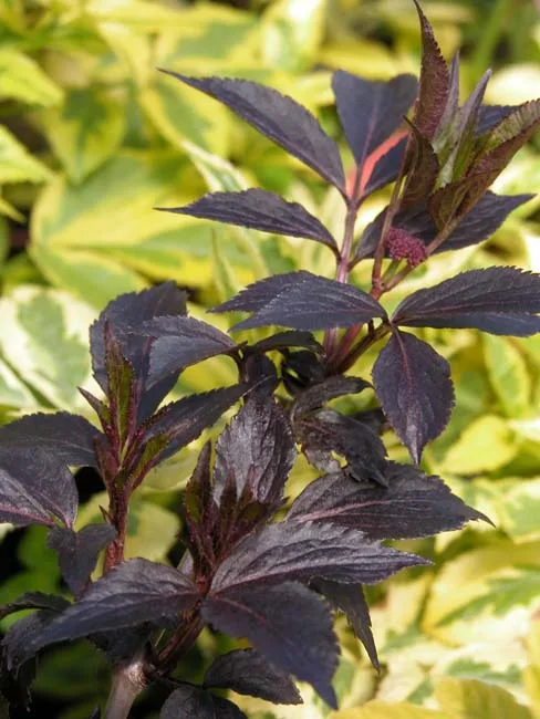 Black elder 'Gerda' - shrub for chalk soil