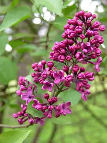 Close-up of Syringa vulgaris Andenken an Ludwig Späth for chalky gardens