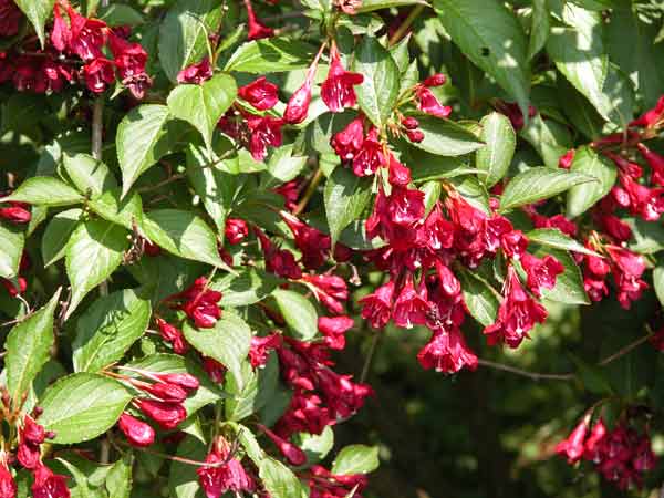 Weigela Bristol Ruby - useful shrub for chalk soil