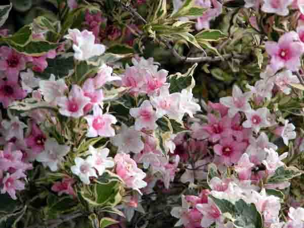 Variegated Weigela florida Variegata