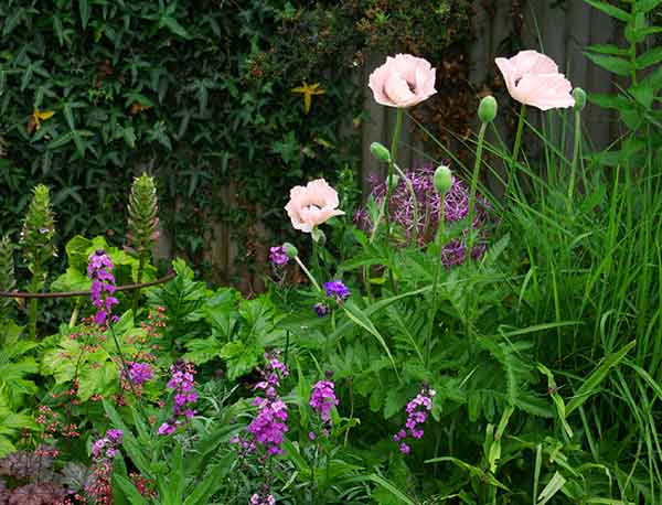 Planting combination of poppies, wallflower and alliums