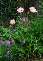 A garden border with perennials Weatherstaff Planting Planner
