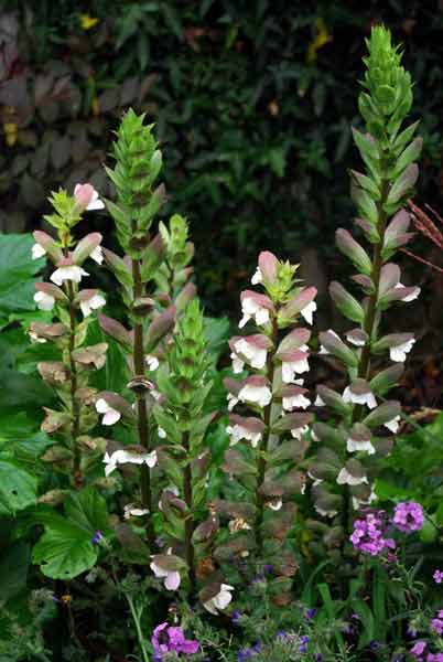 Spikes of Acanthus mollis