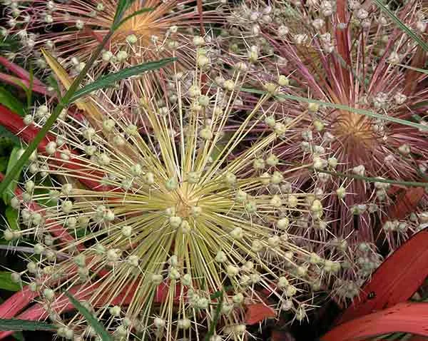 Seedheads of Allium christophii in autumn