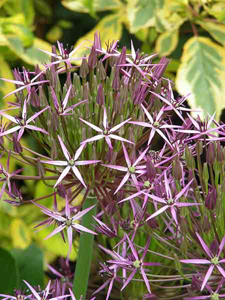 Flowerheads of Allium cristophii or Star of Persia