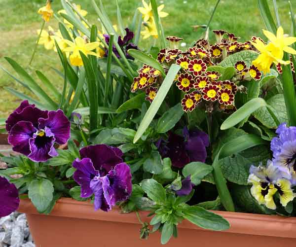 Miniature daffodils in a spring pot