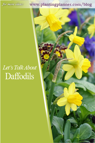 Daffodils - from Weatherstaff garden design software