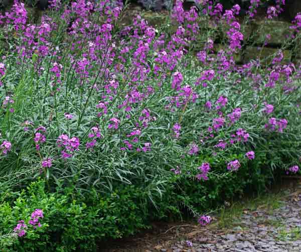  A border of the perennial wallflower Erysimum Bowles' Mauve