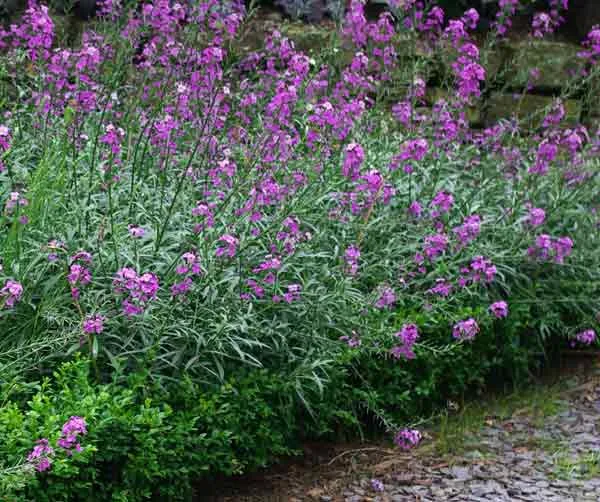 A border of the perennial wallflower Erysimum Bowles' Mauve